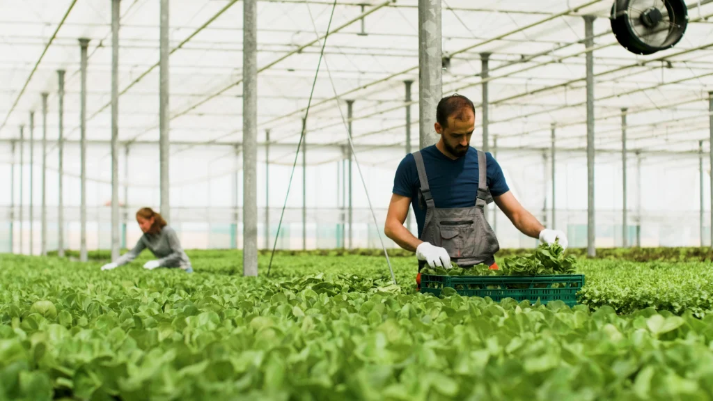 agronomist man worker working vegetables production greenhouse harvesting organic cultivated salads using hydroponic systems farming season concept agricultural industry